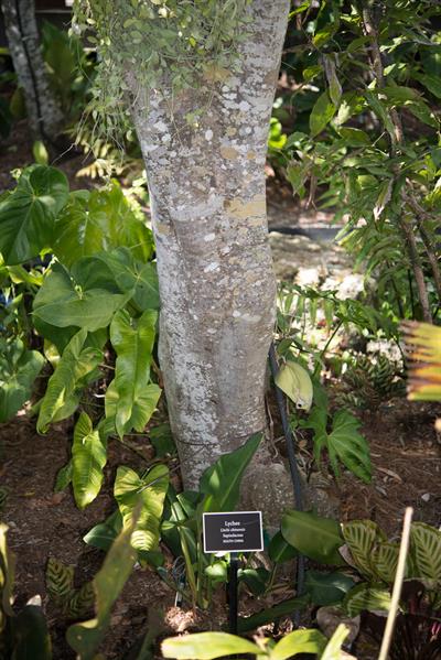 Litchi chinensis
