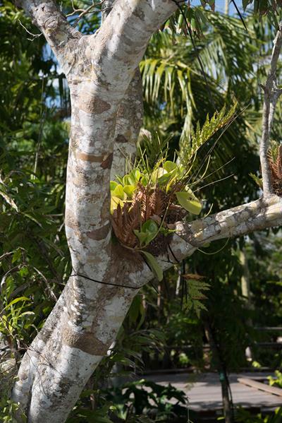 Litchi chinensis - لیچی