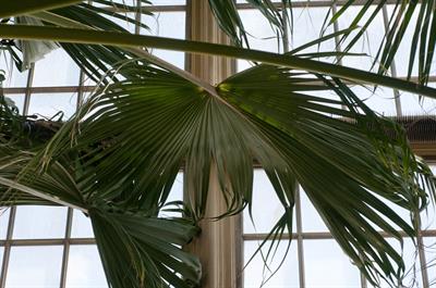 Livistona chinensis - پالم فن چینی