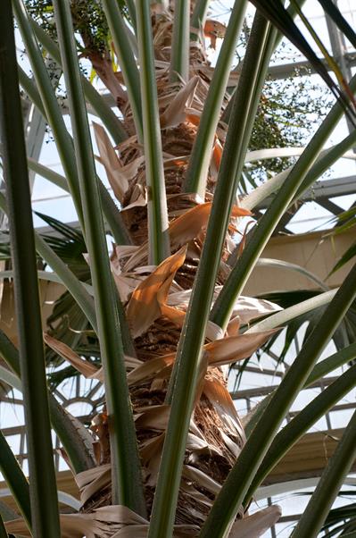 Livistona chinensis