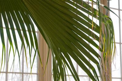 Livistona chinensis