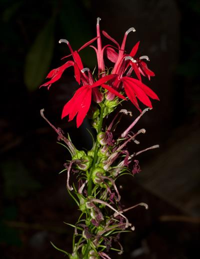 Lobelia cardinalis