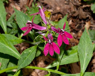 Lobelia x speciosa