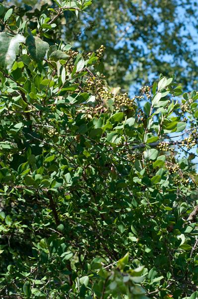 Lonicera fragrantiss