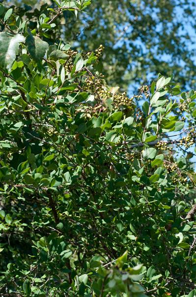 Lonicera fragrantiss