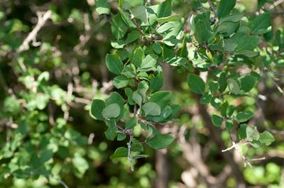 Lonicera fragrantis - یاس امین‌الدوله اروپایی