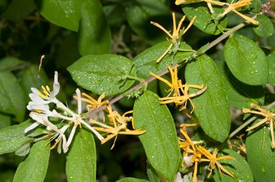 Lonicera japonica - پیچ امین الدوله