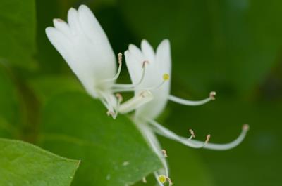 Lonicera japonica