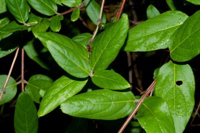 Lonicera japonica - پیچ امین الدوله