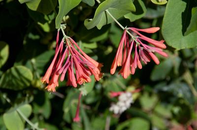 Lonicera semperviren