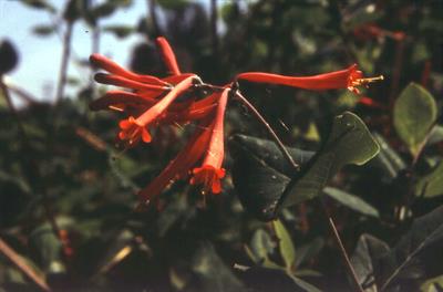 Lonicera sempervirens