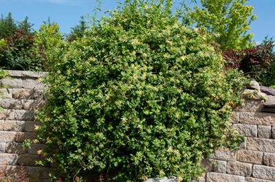 Lonicera semperviren