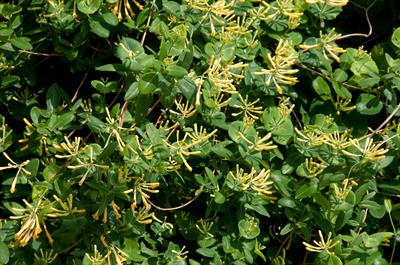 Lonicera sempervire