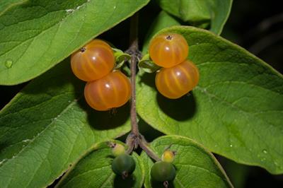 Tartarian honeysuckle، بومی سیبری و آسیا