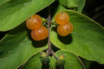 Tatarian Honeysuckle