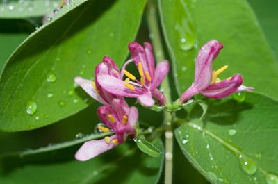 Lonicera tatarica