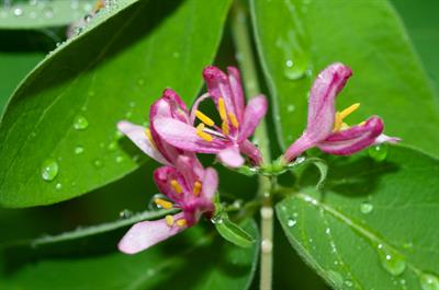Tatarian honeysuckle