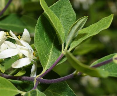 Lonicera villosa - یاس امین‌الدوله کوهستانی