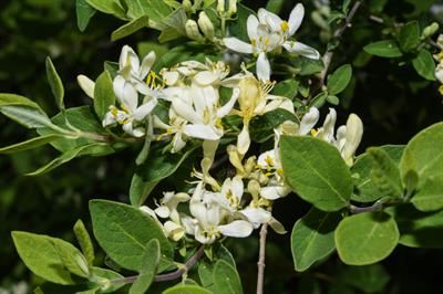 Lonicera villosa