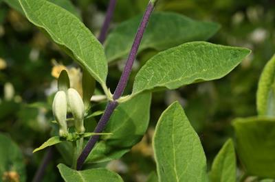 Lonicera villosa
