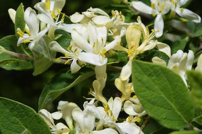 Mountain fly honeysuckle