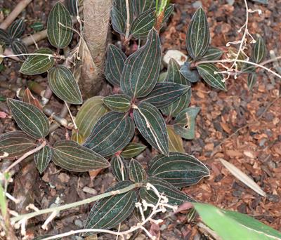 The Jewel Orchid