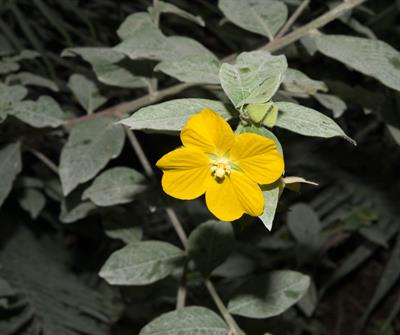 Ludwigia octovalvis