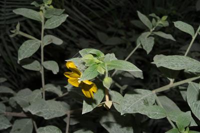 Mexican primrosewillow