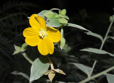 لودویجیا مردابی (شب‌بو مردابی)