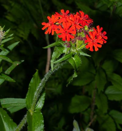Lychnis chalcedonica