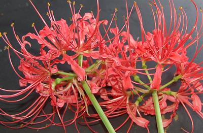 Lycoris radiata