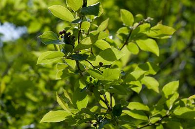 maleberry، بومی امریکا