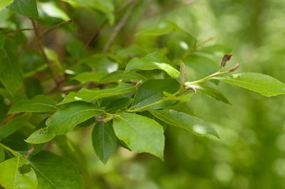 لیونیا باتلاقی (مالبری وحشی)