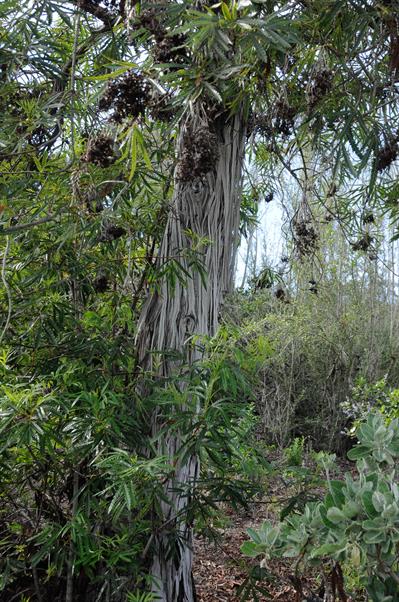 Lyonothamnus floribu - چوب‌آهنی کاتالینا
