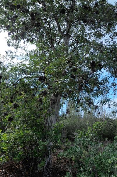 Lyonothamnus floribu