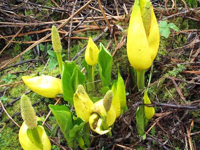 از خانواده Araceae