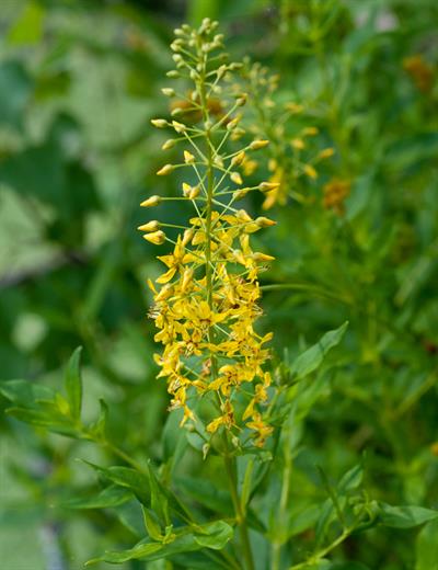 Lysimachia terrestri