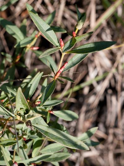 Lysimachia terrestri