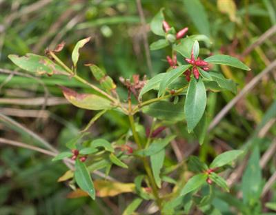 از خانواده Primulaceae