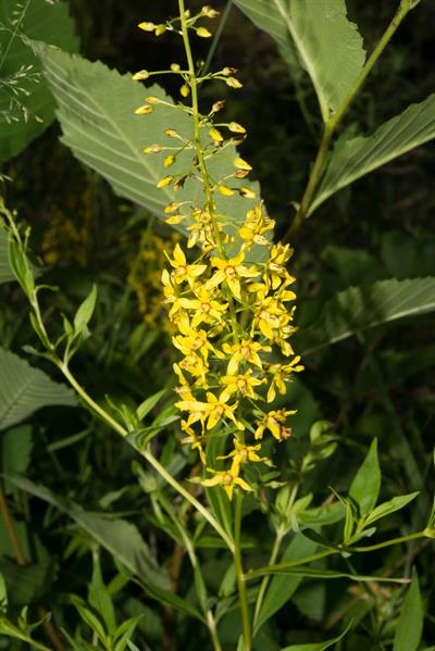 از خانواده Primulaceae