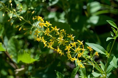 لیسیمکیا مردابی