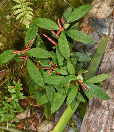 از خانواده Primulaceae