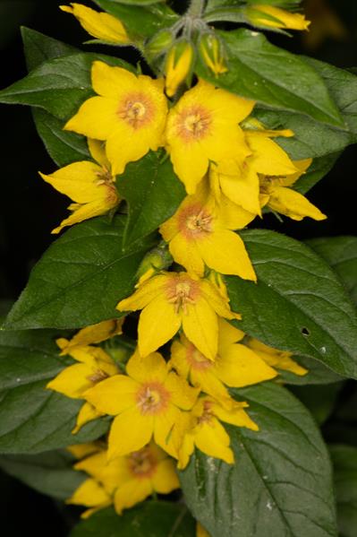 Lysimachia verticil