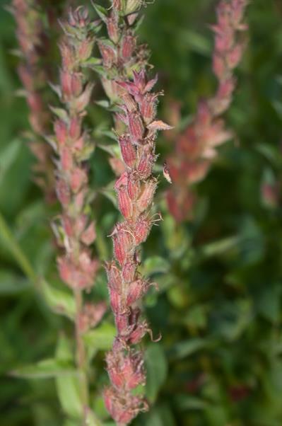  Lythrum salicaria