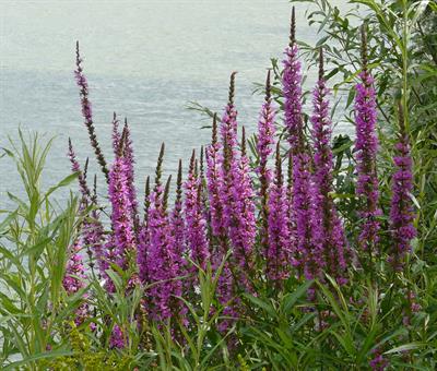 Lythrum Salicaria