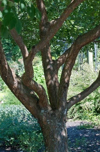 Maackia amurensis Rupr. & Maxim