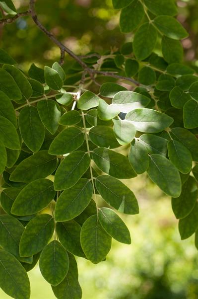 Maackia amurensis