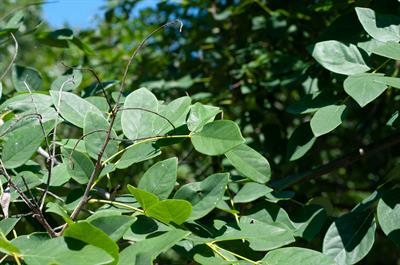 ماکیا آموری
