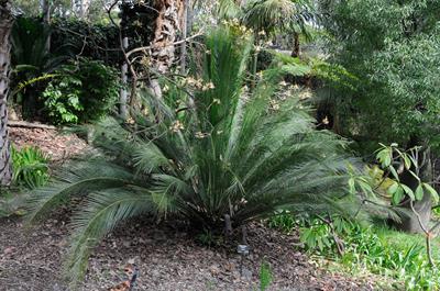 از خانواده Zamiaceae، بومی استرالیا