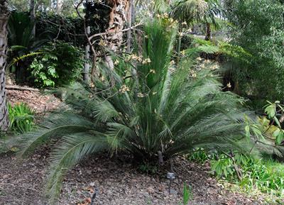 Macrozamia moorei
